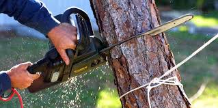 Best Storm Damage Tree Cleanup  in Dulles Town Center, VA