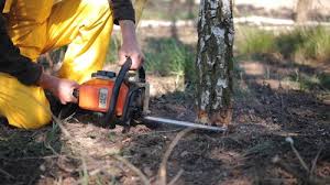 How Our Tree Care Process Works  in  Dulles Town Center, VA