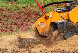 Best Fruit Tree Pruning  in Dulles Town Center, VA