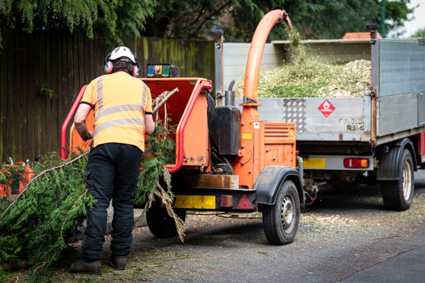 Best Tree Trimming and Pruning  in Dulles Town Center, VA