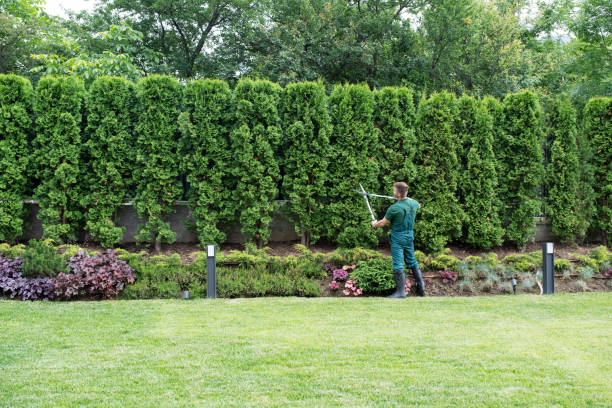 Best Sod Installation  in Dulles Town Center, VA