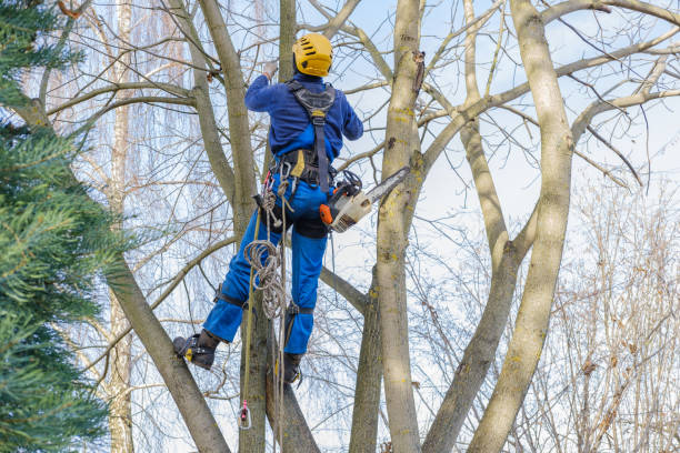 Best Lawn Maintenance Plans  in Dulles Town Center, VA