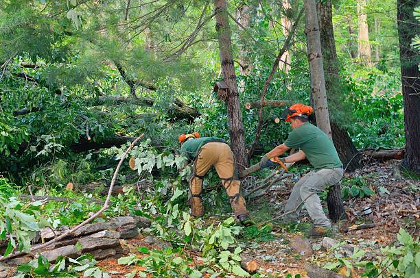 Best Firewood Processing and Delivery  in Dulles Town Center, VA