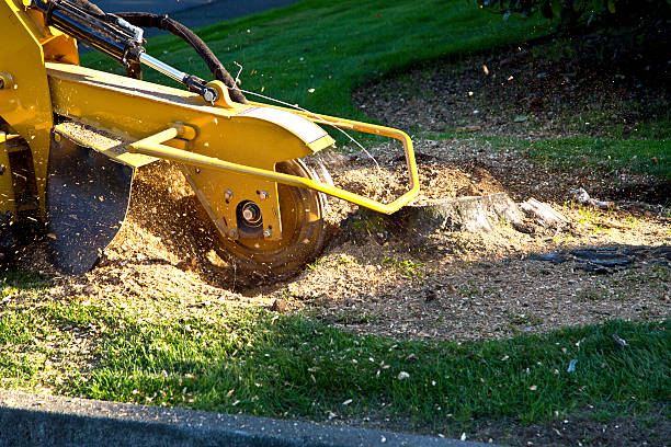 Best Tree Risk Assessment  in Dulles Town Center, VA