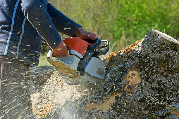 Best Hedge Trimming  in Dulles Town Center, VA